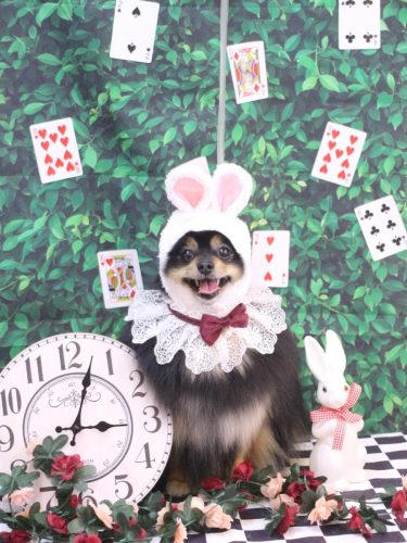 20250418アンバーちゃん